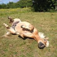 Haflinger titan