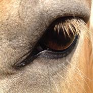 Haflinger titan