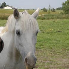 Welsh Pony (sec B) Prinzess of Beauty queen ( Pony) R.I.P