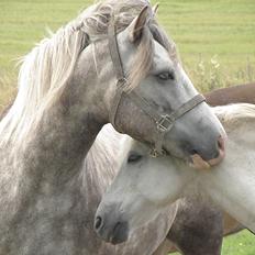 Welsh Pony (sec B) Prinzess of Beauty queen ( Pony) R.I.P