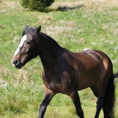 Koldblodstraver Nording