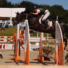 Trakehner FAUSTA
