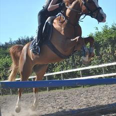 Anden særlig race Passir <3 <3