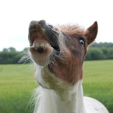 Anden særlig race Dina