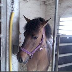 Anden særlig race Flicka <3