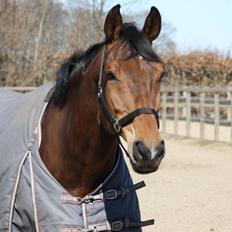 Hollandsk Varmblod Unlimited (Pops) <3