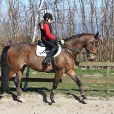 Hollandsk Varmblod Unlimited (Pops) <3