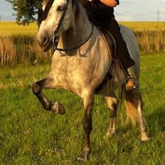 Pura Raza Española TU Ortigo (Manse)