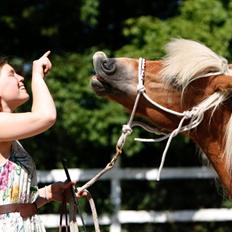 Anden særlig race Lille Lyn