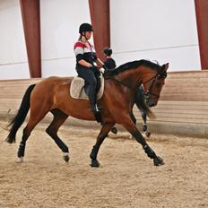 Dansk Varmblod - Lacoste [HIMMEL HEST]