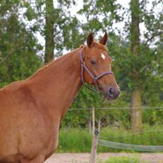 Dansk Varmblod Diana