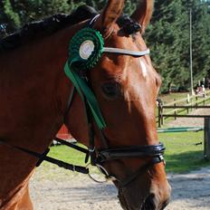 Oldenborg Zephyr af østerdovergaard