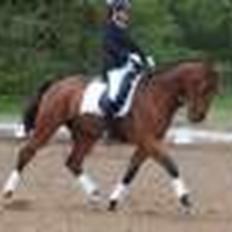 Dansk Varmblod Åtoftens Lericko