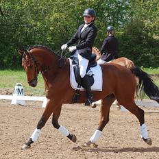 Dansk Varmblod Åtoftens Lericko