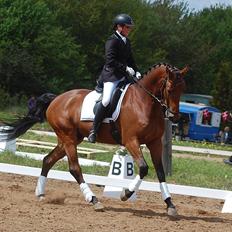 Dansk Varmblod Åtoftens Lericko