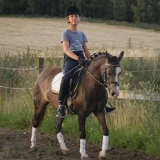 Welsh Pony (sec B) Harmonie V