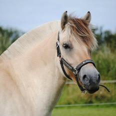 Fjordhest SPARTAS KOMET