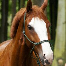 Welsh Partbred (Sec F) Indrino