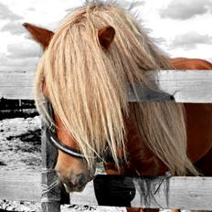 Shetlænder † Pjuske aka. Rufus af Rønhøj †