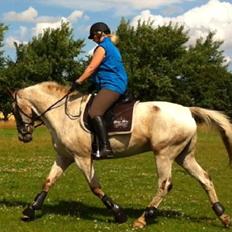 Anden særlig race Tempo Max