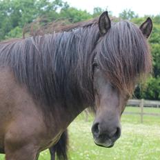 Islænder Hrafntinna fra Langtved