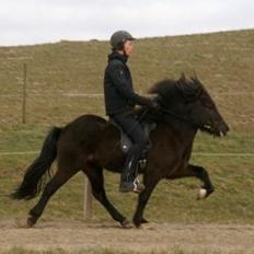 Islænder Hrafntinna fra Langtved