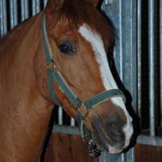 Anden særlig race Power *savnet*