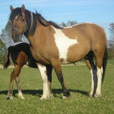 Irish Cob Curella