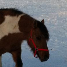 Irish Cob Curella