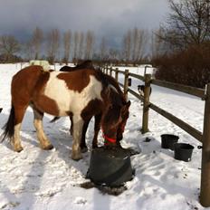 Irish Cob Curella