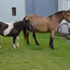 Anden særlig race Samba