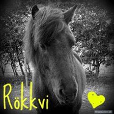 Islænder Rökkvi  fra Skarholt (passer)