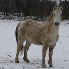 Anden særlig race Miggi