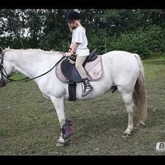 Anden særlig race Miggi