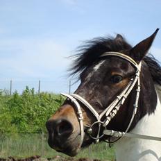 Pinto Pilegårdens Pocahontas solgt - Tidligere hest.