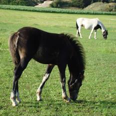 Pinto Pilegårdens Fullmoon (Tidligere hest)