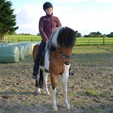 Islænder Tígull fra Langsted - SOLGT
