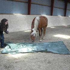 Anden særlig race Sille