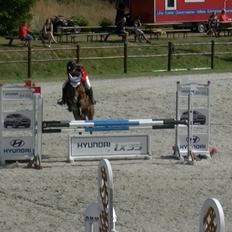 Belgisk Sportspony Calvani