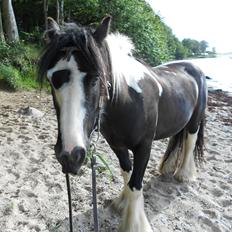 Irish Cob Plet (Hotspot<3)