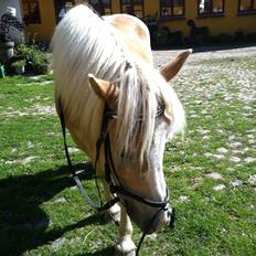 Haflinger Valentin