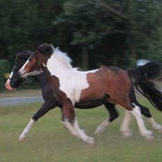 Dartmoor Trøjka