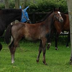 Dansk Varmblod A.B. Lexus