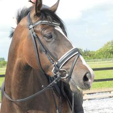 Dansk Varmblod Lindehøjs Larissa