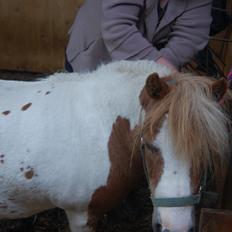 Shetlænder Lulu
