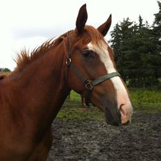 Dansk Varmblod trindbjerggårds lapazio