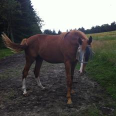 Dansk Varmblod trindbjerggårds lapazio