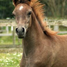 Arabisk fuldblod (OX) WML Al HaMee