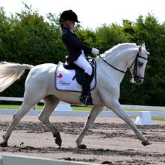 Welsh Pony (sec B) Møllegaards Showman A-Pony " Solgt"