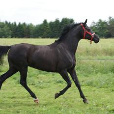 Hannoveraner Charilida